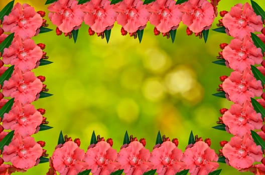 Red Sweet Oleander flower frame picture on green nature background