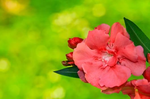 Red Sweet Oleander flower on nature background