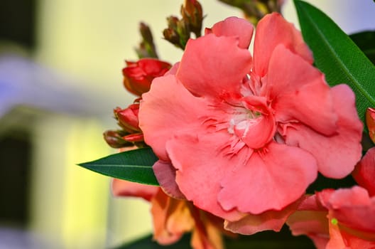 Red Sweet Oleander flower