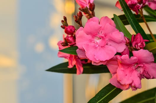 Sweet Oleander flower