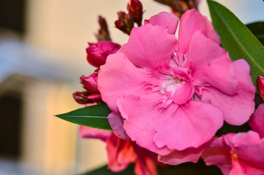 Sweet Oleander