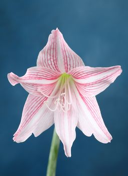 flower of pink amaryllis on blue background