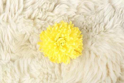 yellow chrysanthemum on fur , need carefully protection