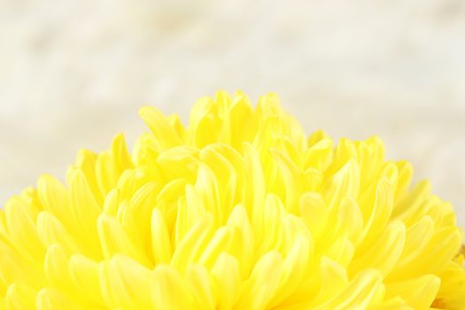 yellow chrysanthemum on blurry fur background