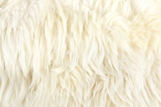 nice texture of white fur , use for background