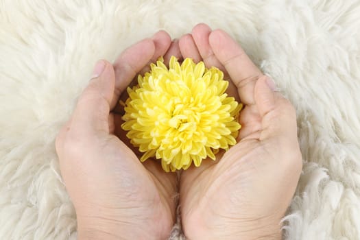 yellow chrysanthemum in hand on fur , need carefully protection