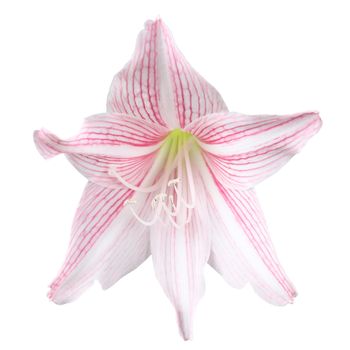 flower of pink amaryllis isolated on white background