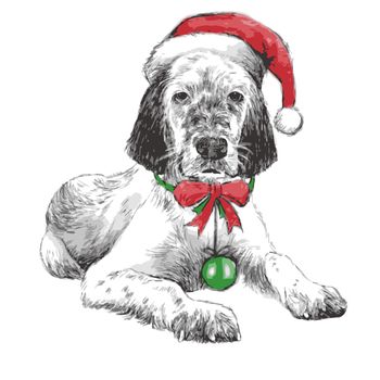 hand drawn vector of English setter with christmas hat on white background