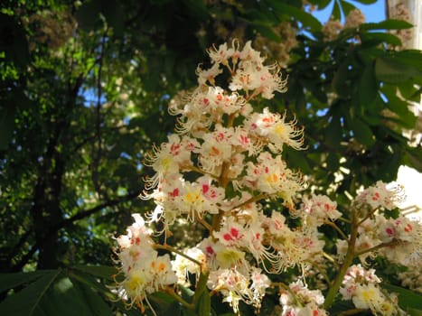 Flowers on the chestnut tree (Castanea) in the spring.
