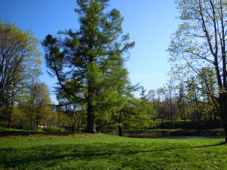 Larch (Larix)  in the Gatchina park in spring.