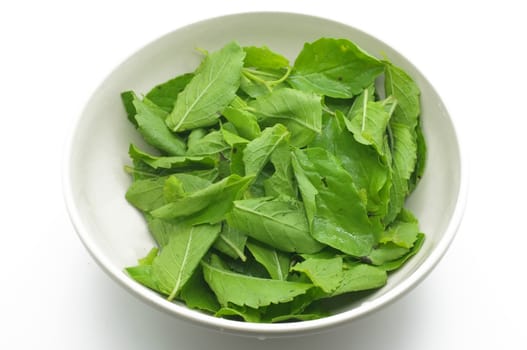 Basil leaves