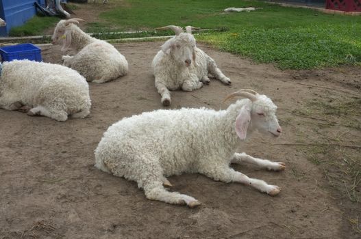 White goat laying on sand ground