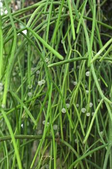 Euphorbia tirucalli Linn, pencil tree, branched wolf milk plant