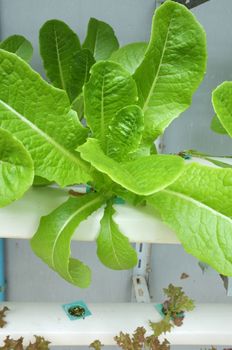 Fresh organic Garden Rocket Salad