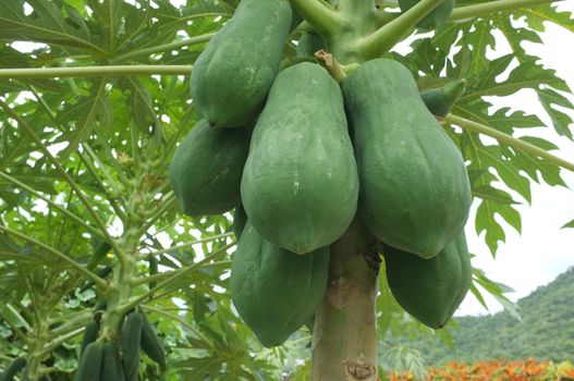 Fresh green papaya in farm