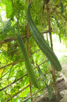 Angled Loofah Sponge gourd, Angled Gourd in farm