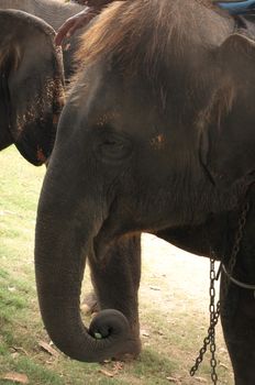 Head of thai elephant