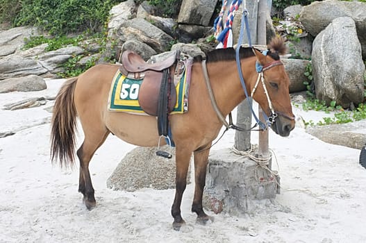 Brown horse on beach for tourists recreation