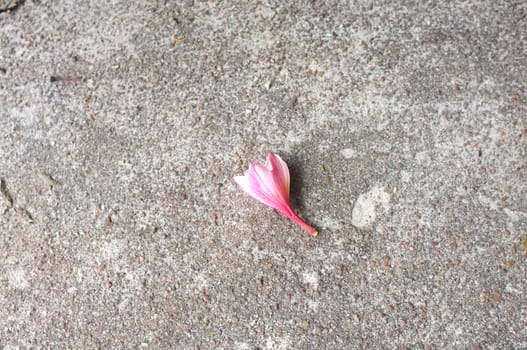 White and pink Plumeria on concrete