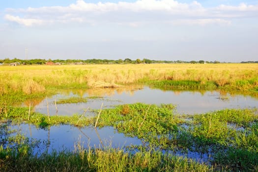 Rice fields in Myanmar