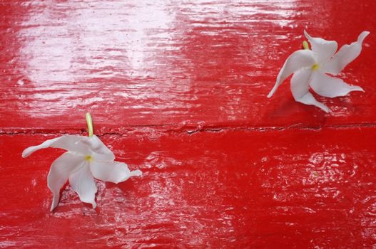 White Sampaguita Jasmine on red wooden background