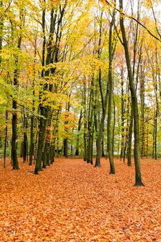 Autumn in the forests in the Netherlands