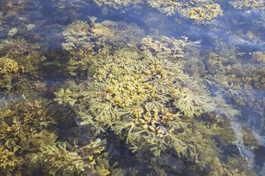 Seaweed of White sea in water, close-up