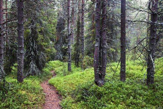 Misty forest on Kola peninsula northern Russia