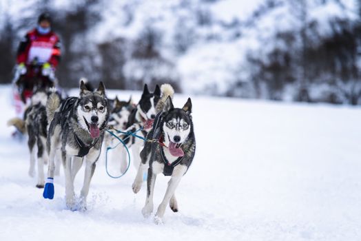 musher dogteam driver and Siberian husky at snow winter competition race in forest