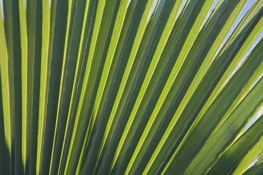 Close-up of palm leaf in back light