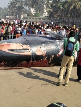 INDIA,Mumbai: Onlookers gather around a dead Bryde's Whale reportedly 35 ft long beached on the famous Juhu beach in Mumbai, on January 29, 2016.