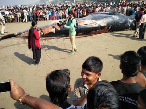 INDIA,Mumbai: Onlookers gather around a dead Bryde's Whale reportedly 35 ft long beached on the famous Juhu beach in Mumbai, on January 29, 2016.