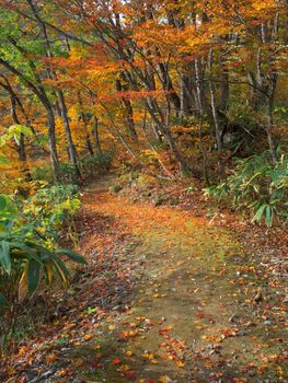 golden autumn fall garden path 