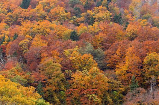 golden autumn fall tree and foliage background