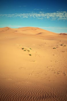 dry Sahara desert near Merzouga in Morocco