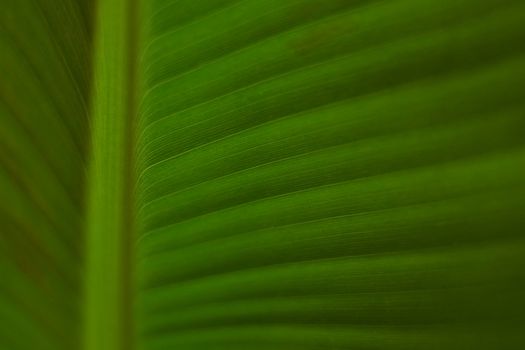 structure of a green leaf