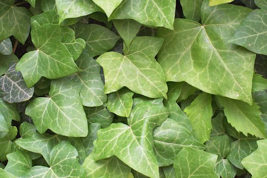 green ivy leaves in Prague city center 