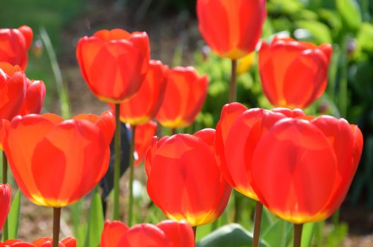 Bright red tulips in spring time