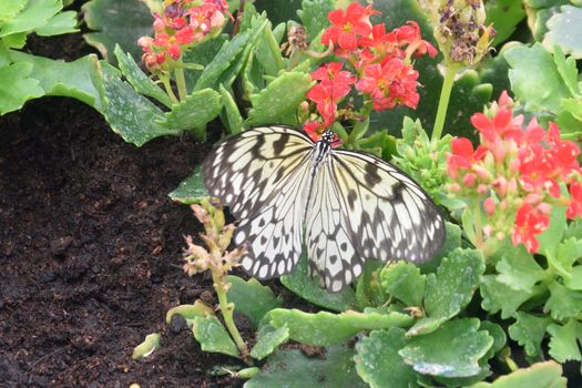 Black and white Butterfly resting on flower