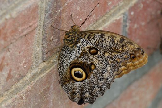 Brown Butterfly resting on Wall