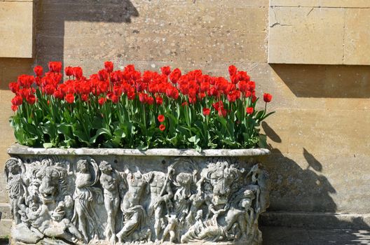 Bright red  tulips in decorative planter