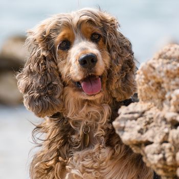 Brown little dog shows tongue behind a rock.