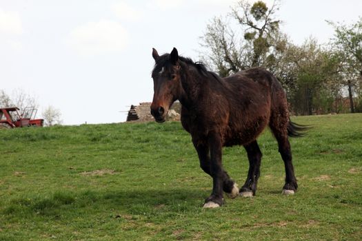 Horse Grazing on Farmland