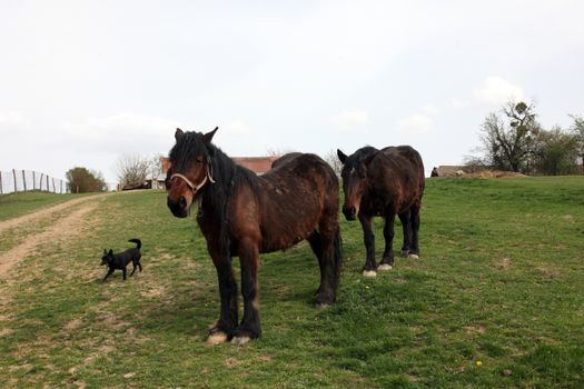 Horse Grazing on Farmland