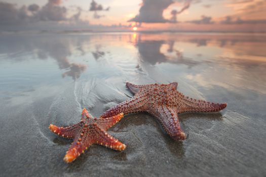 Two starfish on summer beach at sunrise