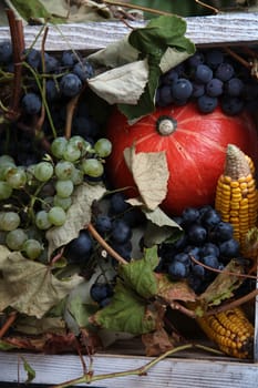 Autumn Harvest