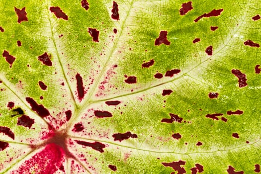 Green leaf with structure