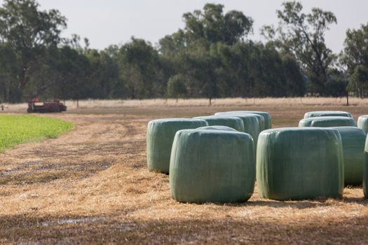 Round hay bales wrapped in plastic to produce a higher forage quality for live stock.