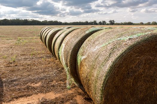 Round hay bales wrapped in plastic to produce a higher forage quality for live stock.