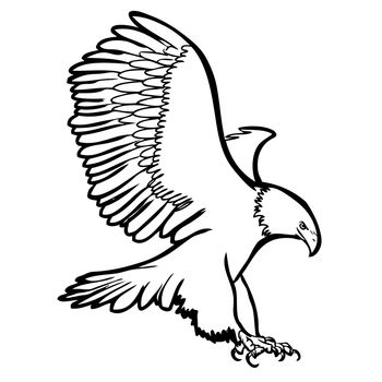 freehand sketch illustration of eagle, hawk bird doodle hand drawn